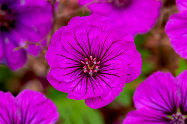 Vitroflora - Geranium hybrida Shades of Purple