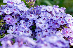 Vitroflora - Phlox paniculata Blue Dolphin