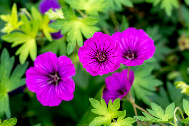 Vitroflora - Geranium hybrida Shades of Purple