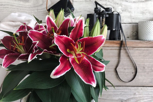 Lily Looks - Lily Look impression image