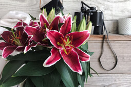 Lily Looks - Lily Look impression image