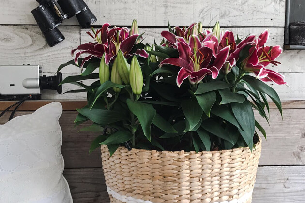 Lily Looks - Lily Look impression image