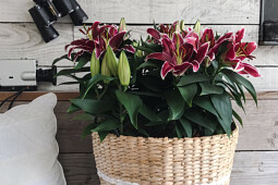 Lily Looks - Lily Look impression image