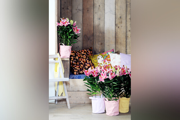 Lily Looks - Lily Look impression image