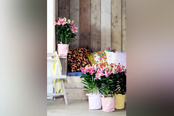 Lily Looks - Lily Look impression image