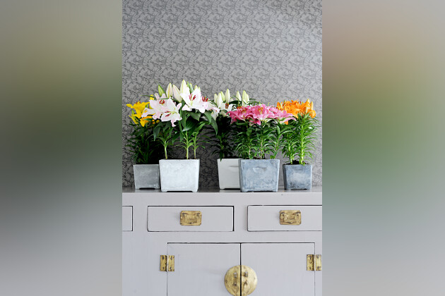 Lily Looks - Lily Look impression image