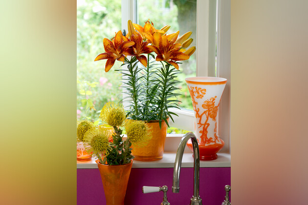 Lily Looks - Lily Look impression image