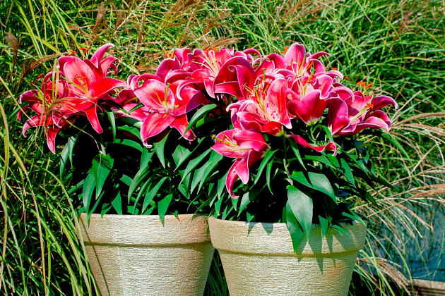 Lily Looks - Lily Look impression image