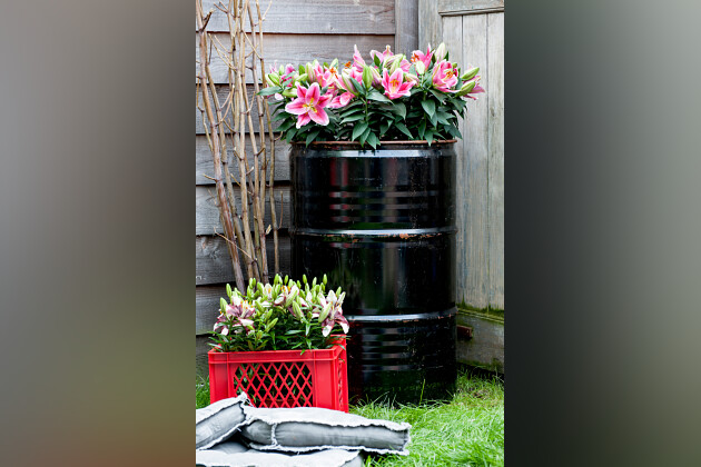 Lily Looks - Lily Look impression image