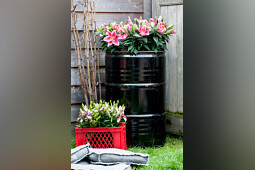 Lily Looks - Lily Look impression image