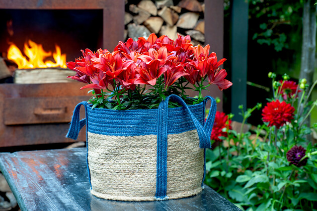 Lily Looks - Lily Look impression image