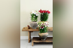 Lily Looks - Lily Look impression image