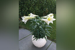 Lily Looks - Lily Looks Miracle