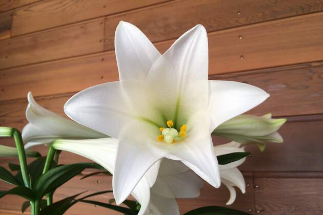 Lily Looks - Lily Looks Miracle