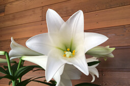 Lily Looks - Lily Looks Miracle