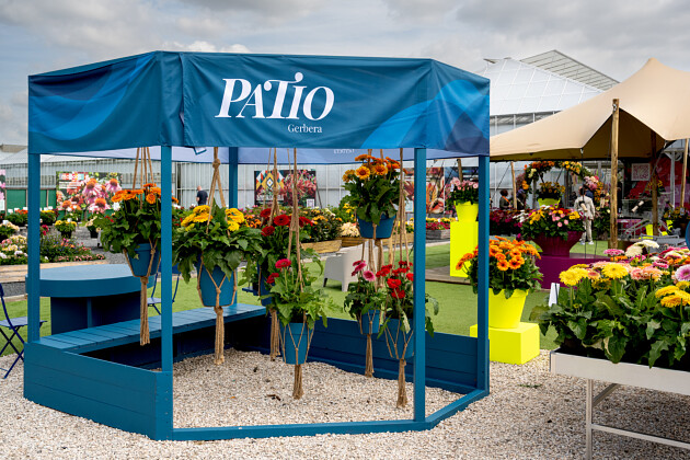 HilverdaFlorist - FlowerTrials&reg; Gerbera Patio&trade;