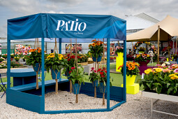 HilverdaFlorist - FlowerTrials&reg; Gerbera Patio&trade;