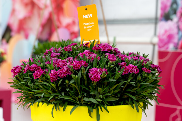 HilverdaFlorist - FlowerTrials&reg;  Dianthus Sunflor&reg; Rory
