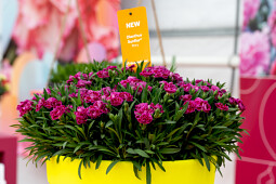 HilverdaFlorist - FlowerTrials&reg;  Dianthus Sunflor&reg; Rory