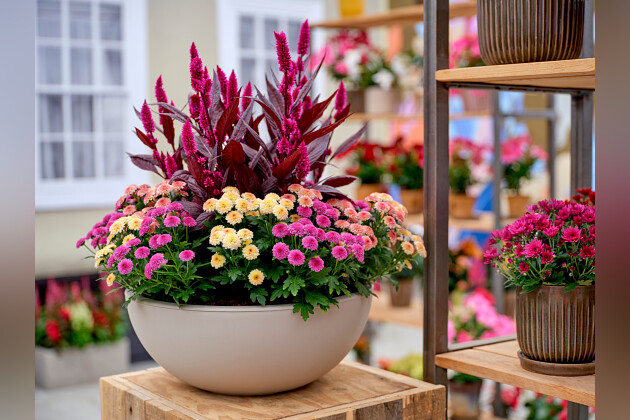 Royal Van Zanten - Mix & match