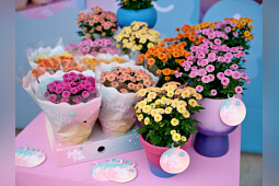 Royal Van Zanten - Jellyfish&reg;