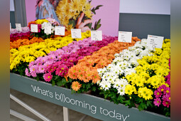 Royal Van Zanten - Product presentation