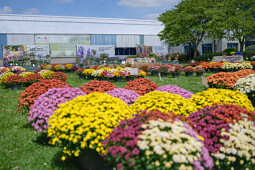 Royal Van Zanten - Garden mums