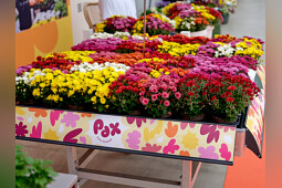 Royal Van Zanten - PaX&reg;