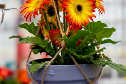 HilverdaFlorist - FlowerTrials&reg; 2026