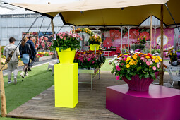 HilverdaFlorist - FlowerTrials&reg; Garvinea&reg; Sweet Pastry