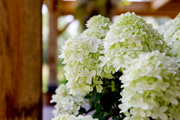 Kwekerij Lendert de Vos BV - Hydrangea pan. Gardenlights Whitelight&reg;