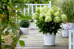 Kwekerij Lendert de Vos BV - Hydrangea pan. Gardenlights Whitelight&reg;