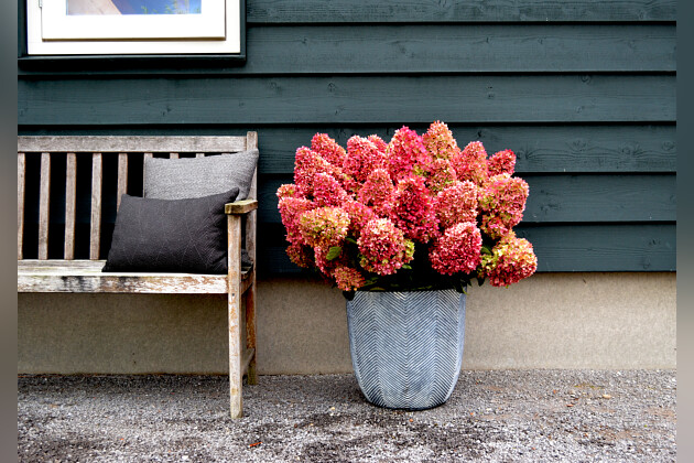 Kwekerij Lendert de Vos BV - Hydrangea pan. Gardenlights Redlight&reg;