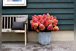 Kwekerij Lendert de Vos BV - Hydrangea pan. Gardenlights Redlight&reg;