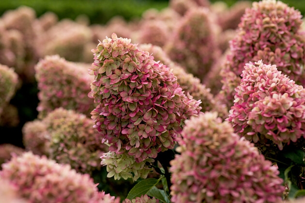 Kwekerij Lendert de Vos BV - Hydrangea pan. Gardenlights Redlight&reg;