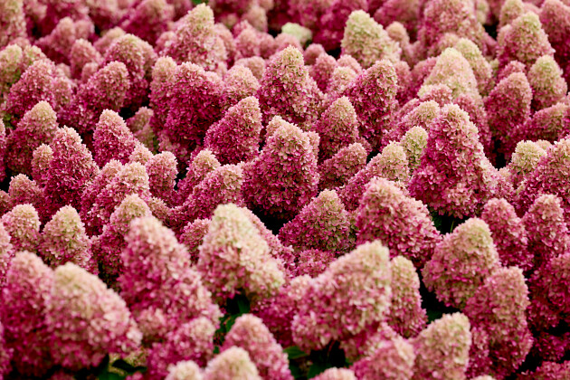 Kwekerij Lendert de Vos BV - Hydrangea pan. Gardenlights Redlight&reg;
