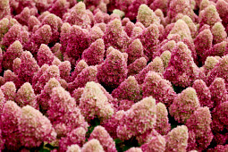 Kwekerij Lendert de Vos BV - Hydrangea pan. Gardenlights Redlight&reg;