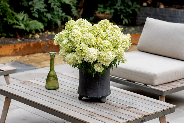 Kwekerij Lendert de Vos BV - Hydrangea pan. Gardenlights Littlelight&reg;