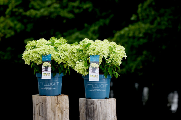 Kwekerij Lendert de Vos BV - Hydrangea pan. Gardenlights Littlelight&reg;