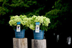Kwekerij Lendert de Vos BV - Hydrangea pan. Gardenlights Littlelight&reg;