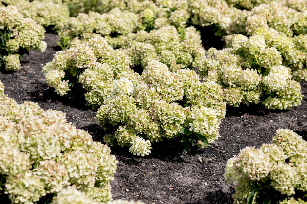 Kwekerij Lendert de Vos BV - Hydrangea pan. Gardenlights Littlelight&reg;