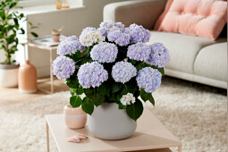 Kwekerij Lendert de Vos BV - Hydrangea macr. Doppio&reg; Azzurro