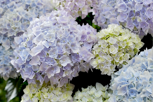 Kwekerij Lendert de Vos BV - Hydrangea macr. Doppio&reg; Azzurro