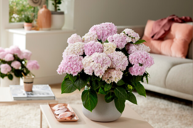 Kwekerij Lendert de Vos BV - Hydrangea macr. Doppio&reg; Rosato