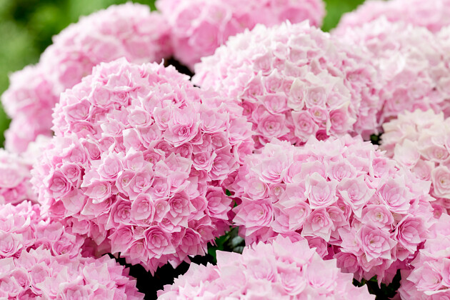 Kwekerij Lendert de Vos BV - Hydrangea macr. Doppio&reg; Rosato