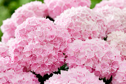 Kwekerij Lendert de Vos BV - Hydrangea macr. Doppio&reg; Rosato