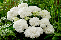 Kwekerij Lendert de Vos BV - Hydrangea macr. Doppio&reg; Fredo