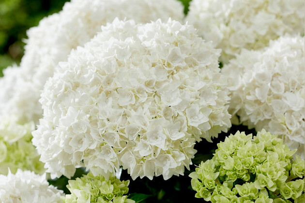 Kwekerij Lendert de Vos BV - Hydrangea macr. Doppio&reg; Fredo