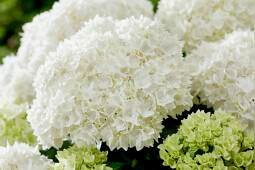 Kwekerij Lendert de Vos BV - Hydrangea macr. Doppio&reg; Fredo