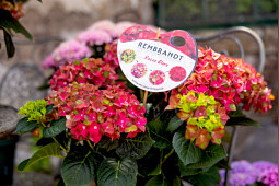 Kwekerij Lendert de Vos BV - Hydrangea macr. Rembrandt&reg; Rosso Glory